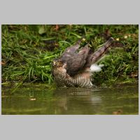 2022 1st Bill Lester - sparrow hawk